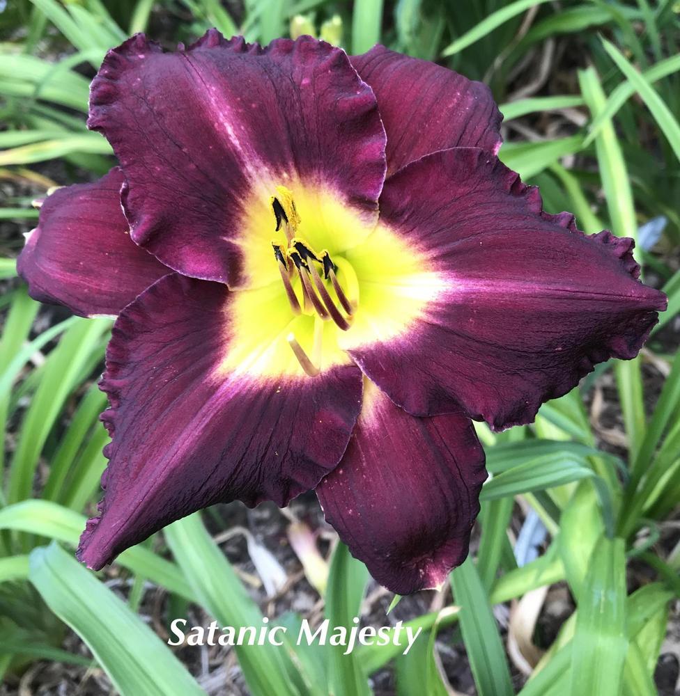 Photo of Daylily (Hemerocallis 'Satanic Majesty') uploaded by nancyindg