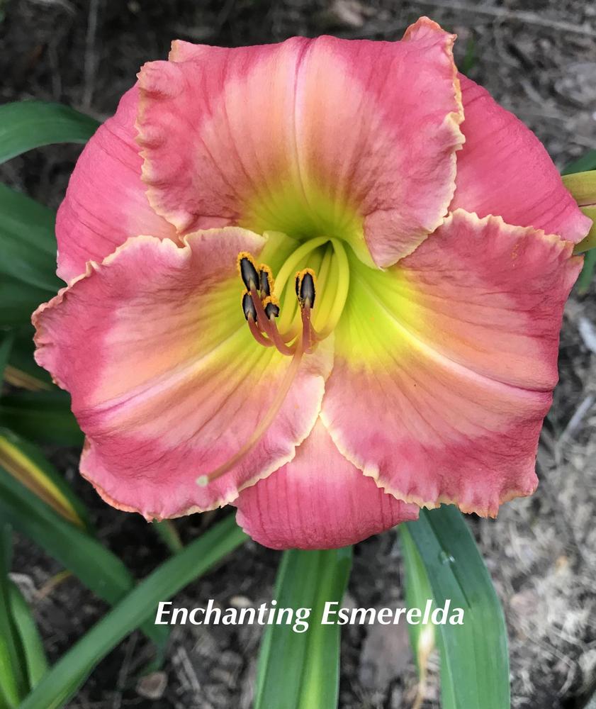 Photo of Daylily (Hemerocallis 'Enchanting Esmerelda') uploaded by nancyindg
