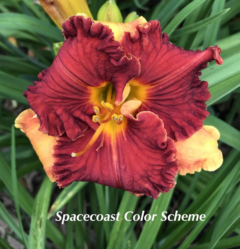 Photo of Daylily (Hemerocallis 'Spacecoast Color Scheme') uploaded by nancyindg
