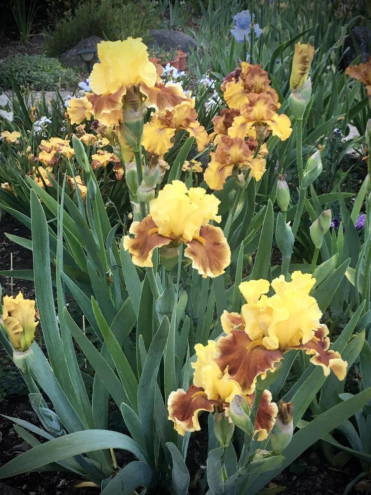 Photo of Irises (Iris) uploaded by Neela