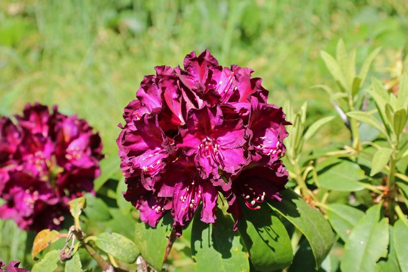 Photo of Rhododendron 'Frank Galsworthy' uploaded by RuuddeBlock