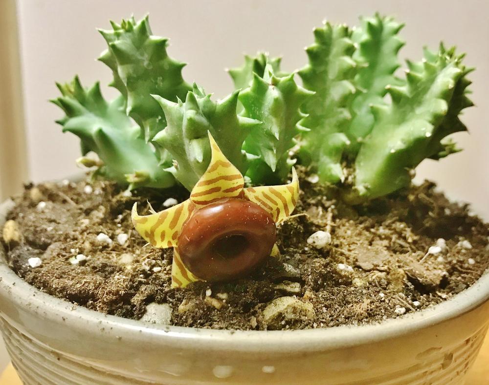 Photo of Lifesaver Cactus (Ceropegia zebrina subsp. insigniflora) uploaded by cwhitt