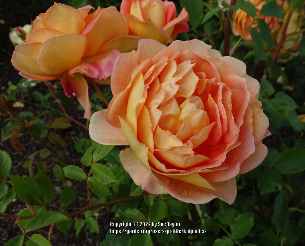 Photo of Rose (Rosa 'Port Sunlight') uploaded by kniphofia