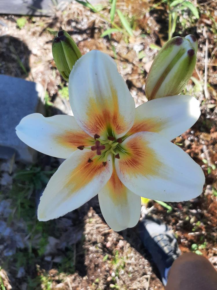 Photo of Lily (Lilium 'Tinos') uploaded by pixie62560