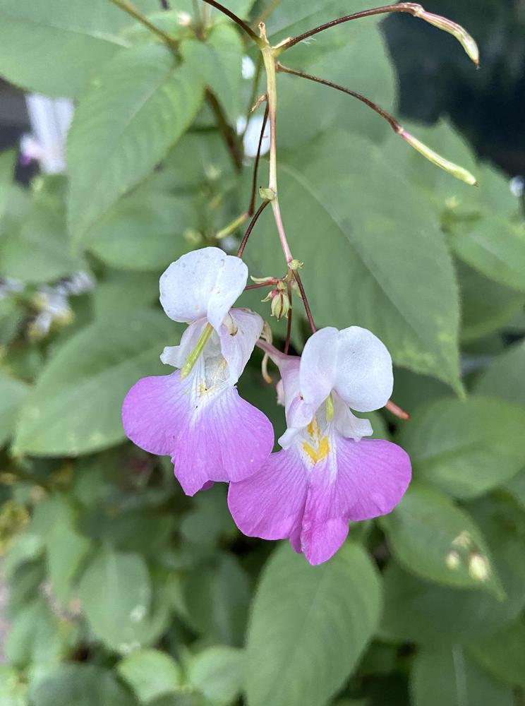 Photo of Poor Man's Orchid (Impatiens balfourii) uploaded by Calif_Sue