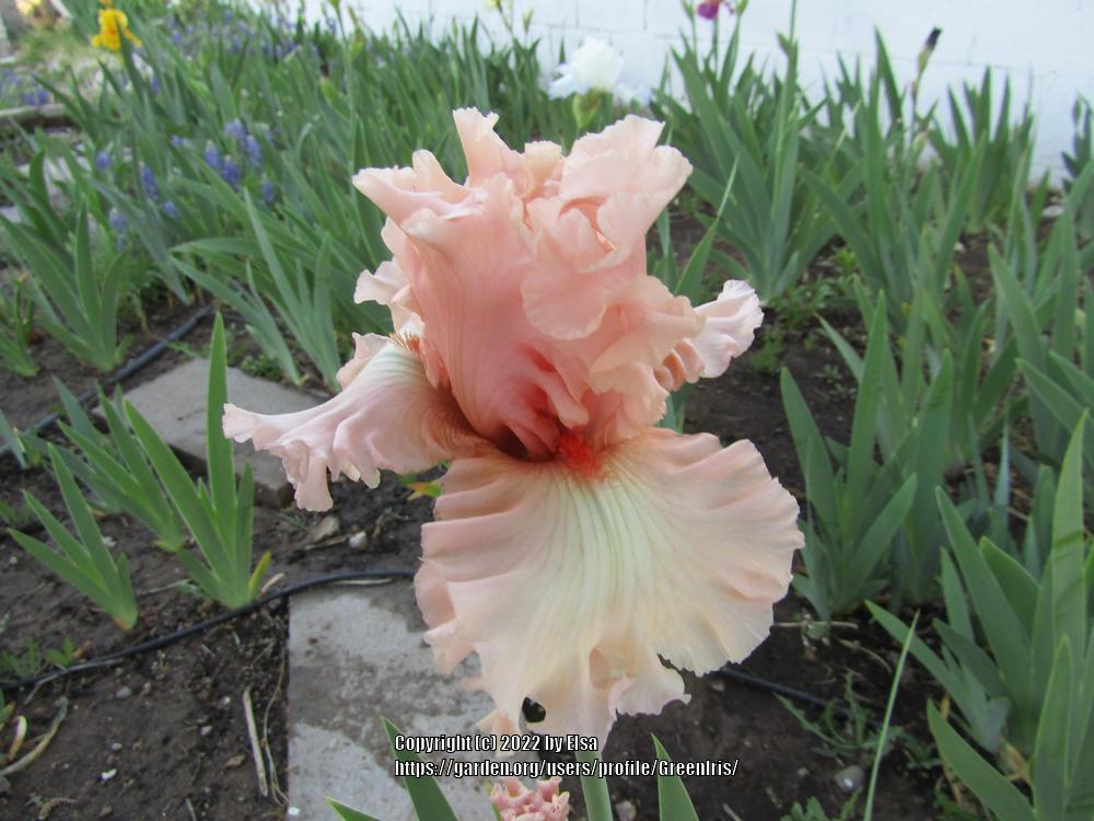 Photo of Tall Bearded Iris (Iris 'Picture Book') uploaded by GreenIris