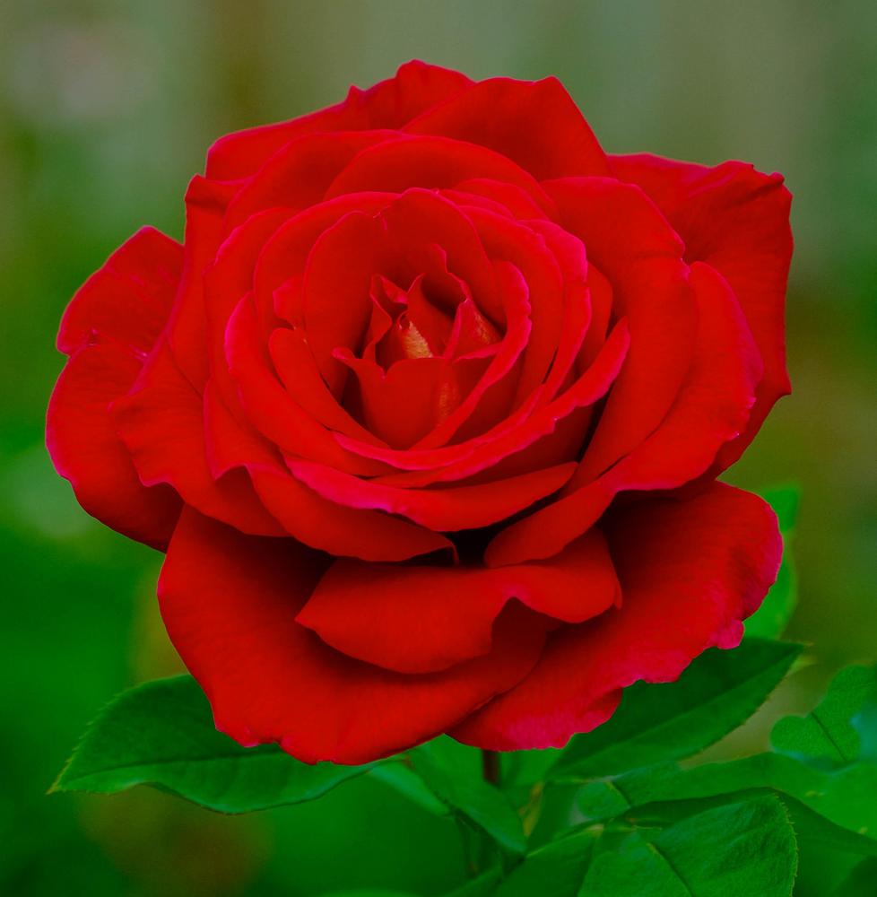 Photo of Hybrid Tea Rose (Rosa 'Mister Lincoln') uploaded by AnnKNCalif