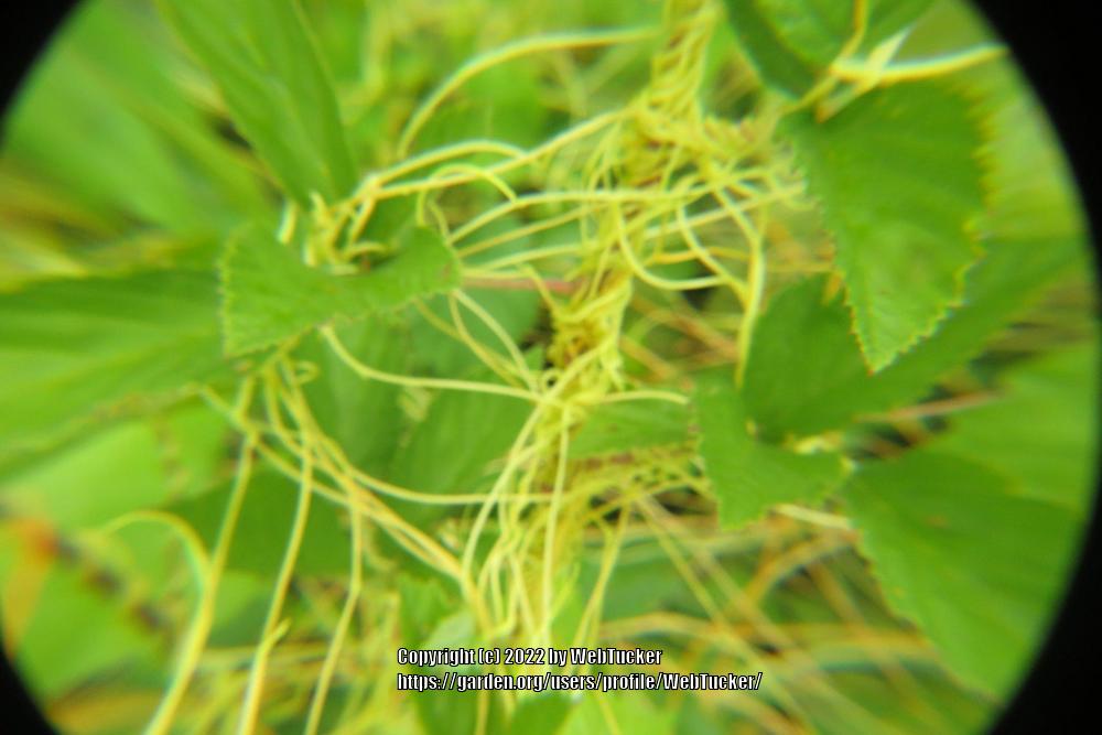 Photo of Compact Dodder (Cuscuta compacta) uploaded by WebTucker