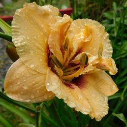 Location: Eagle Bay, New York
Date: 2022-07-12
Daylily (Hemerocallis 'Dewy Sweet') after the storms blew through