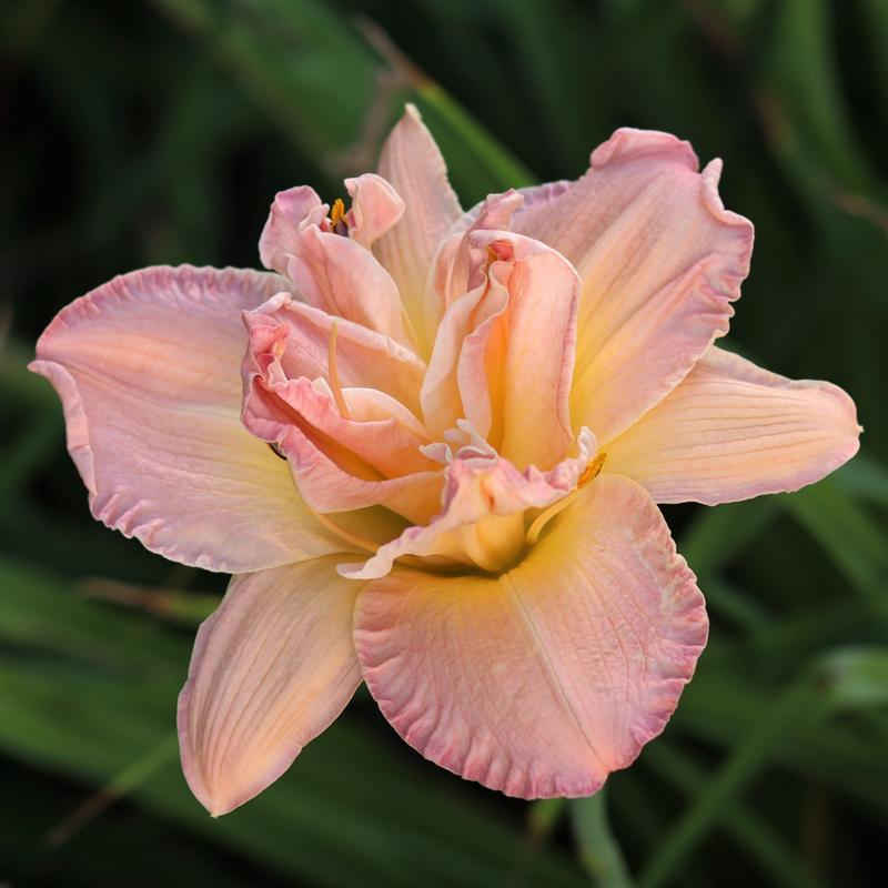 Photo of Daylily (Hemerocallis 'Pink Peppermint') uploaded by blue23rose