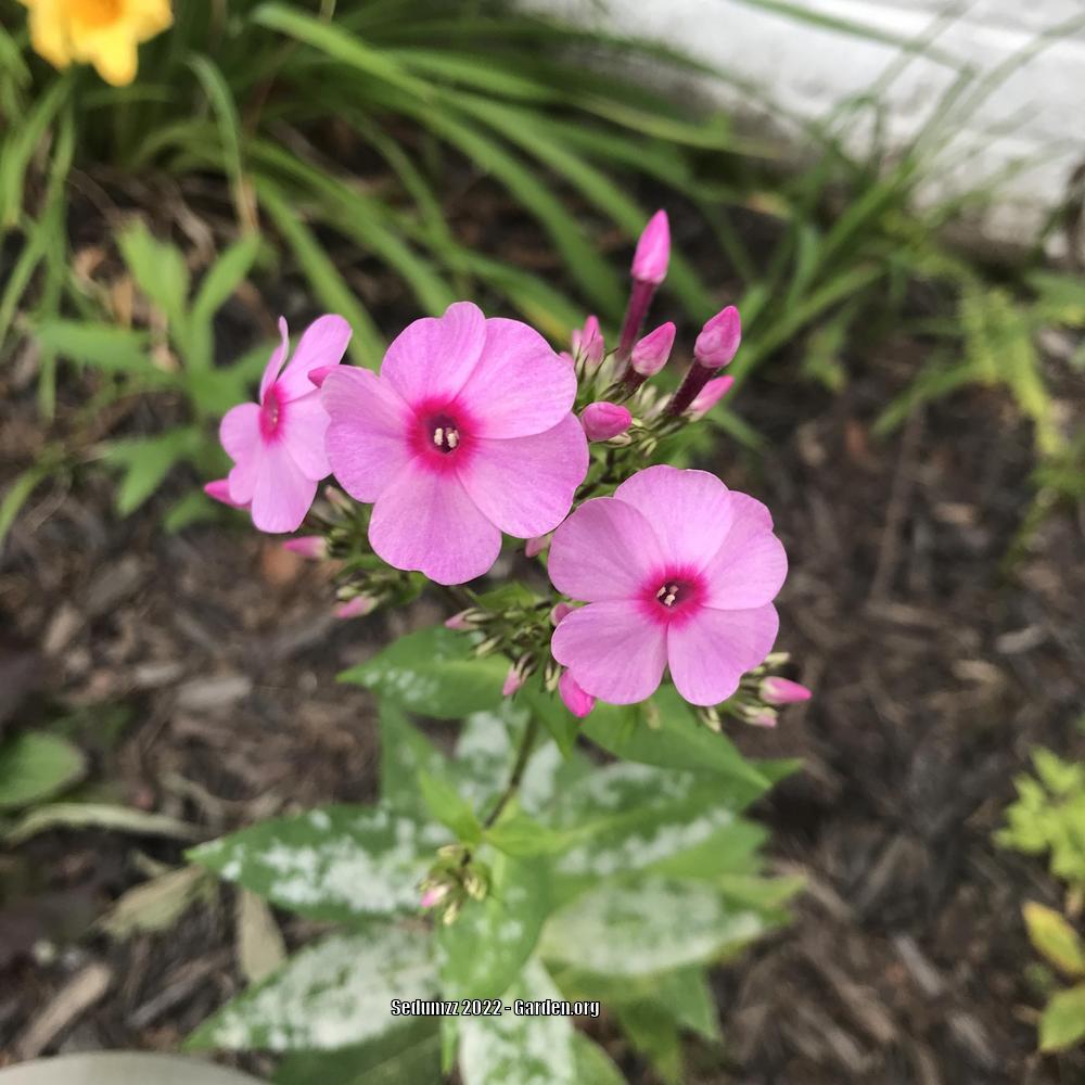 Photo of Garden Phlox (Phlox paniculata Flame™ Pink) uploaded by sedumzz