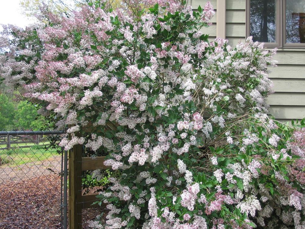 Photo of Manchurian Lilac (Syringa pubescens subsp. patula 'Miss Kim') uploaded by 2Dogsmother