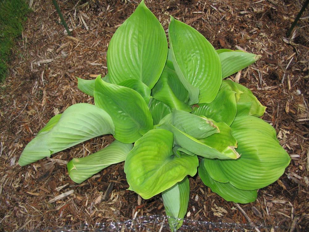 Photo of Hosta 'Sum and Substance' uploaded by 2Dogsmother