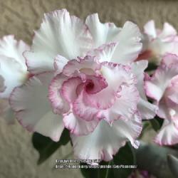 Location: My garden in Tampa, Florida
Date: 2022-07-12
My Pink Pearl’s second flush of bloom this season!