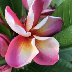 Location: My garden in Tampa, Florida
Date: 2022-07-12
2nd season bloom of my seedgrown Maui's Beauty seedling!