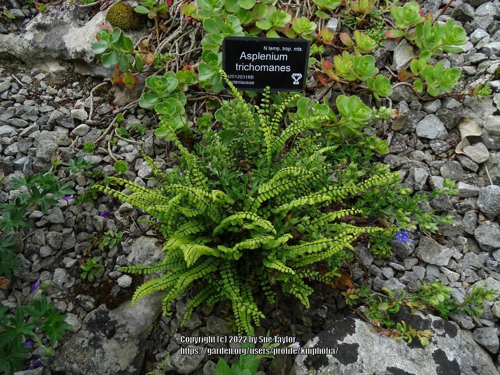 Photo of Maidenhair spleenwort (Asplenium trichomanes) uploaded by kniphofia