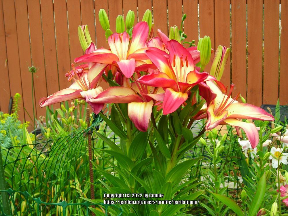 Photo of Lily (Lilium 'Heart Strings') uploaded by pardalinum