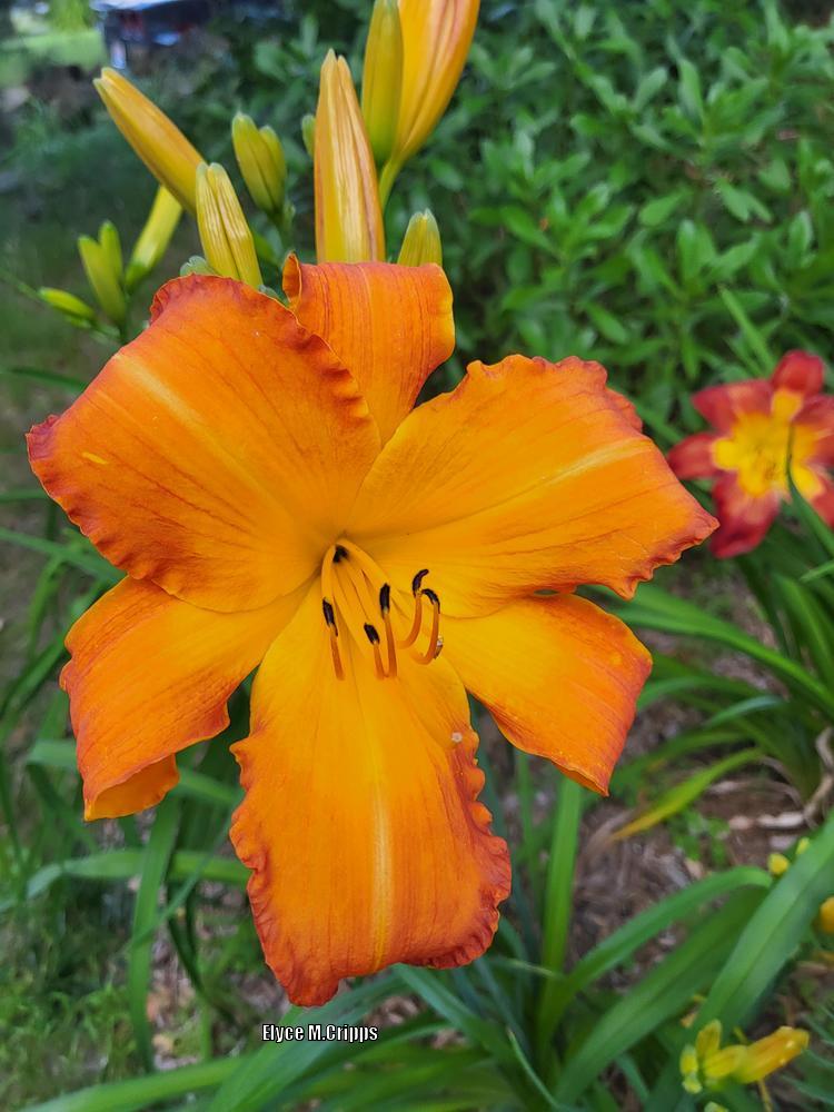 Photo of Daylily (Hemerocallis 'Highland Pinched Fingers') uploaded by ElyceC