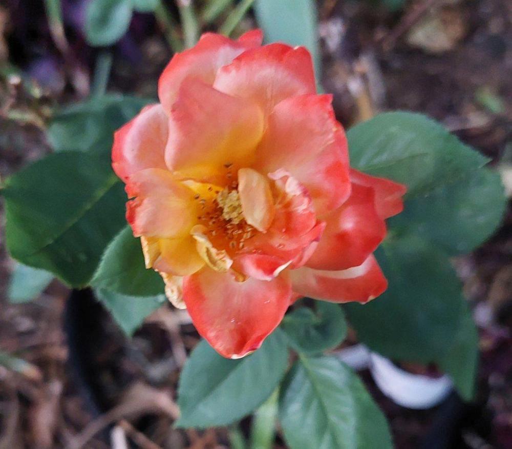 Photo of Hybrid Tea Rose (Rosa 'Rio Samba') uploaded by LindsayG