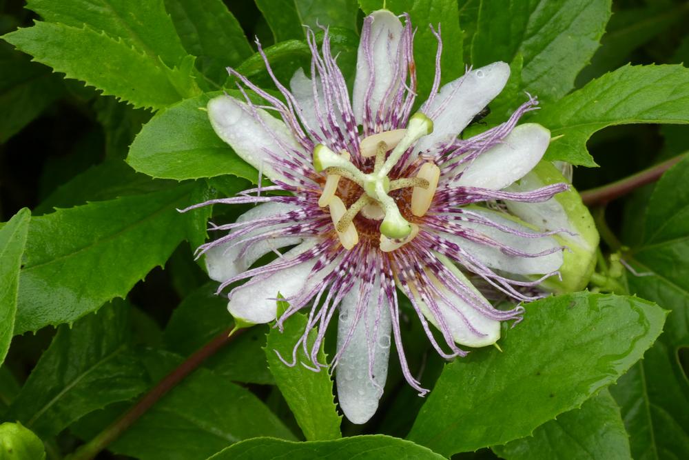 Photo of Maypop (Passiflora incarnata) uploaded by LoriMT