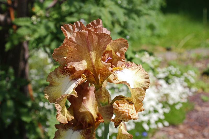 Photo of Tall Bearded Iris (Iris 'Patina') uploaded by RuuddeBlock
