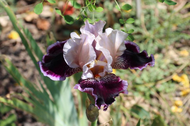 Photo of Tall Bearded Iris (Iris 'Liaison') uploaded by RuuddeBlock