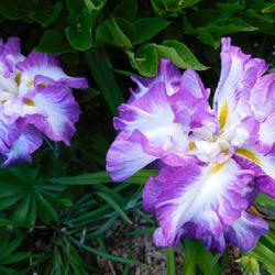 Location: Eagle Bay, New York
Date: 2022-07-14
Japanese Iris (Iris ensata 'Lion King')