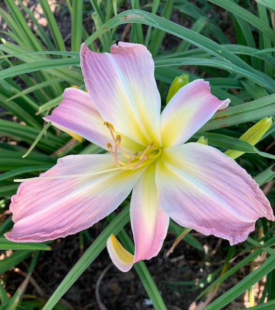 Photo of Daylily (Hemerocallis 'Orchid Corsage') uploaded by jkporter