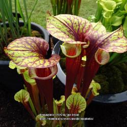 Location: RHS Harlow Carr, Yorkshire UK
Date: 2022-06-24
Wack's Wicked Plants exhibit at the 2022 flower show.  Labeled as