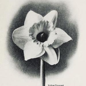 photo from the 1917 catalog, Cottage Gardens Nurseries, Eureka, C