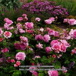 Location: Wynyard Hall gardens, Tyne and Wear, England, UK
Date: 2022-07-01
Rosa 'Princess Alexandra of Kent'