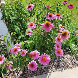 Location: Ann Arbor, Michigan
Date: 2022-07-14 
Primmadonna Echinacea Coneflowers in mailbox garden, Year 2