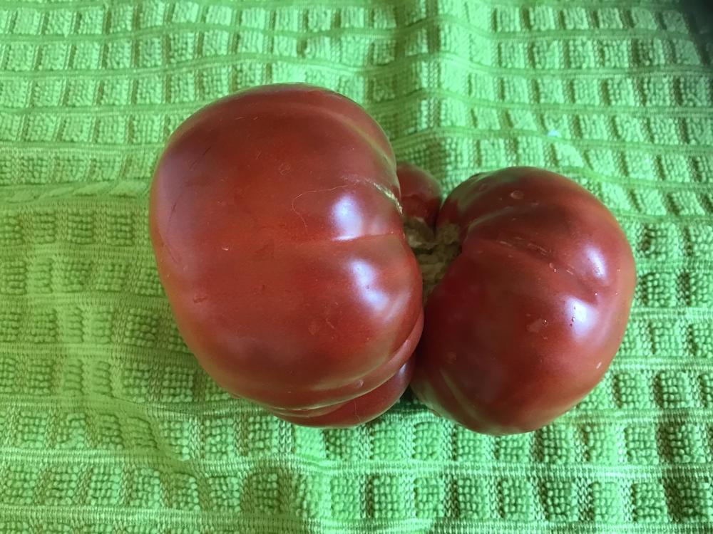 Photo of Tomato (Solanum lycopersicum 'Cherokee Purple') uploaded by gardenfish