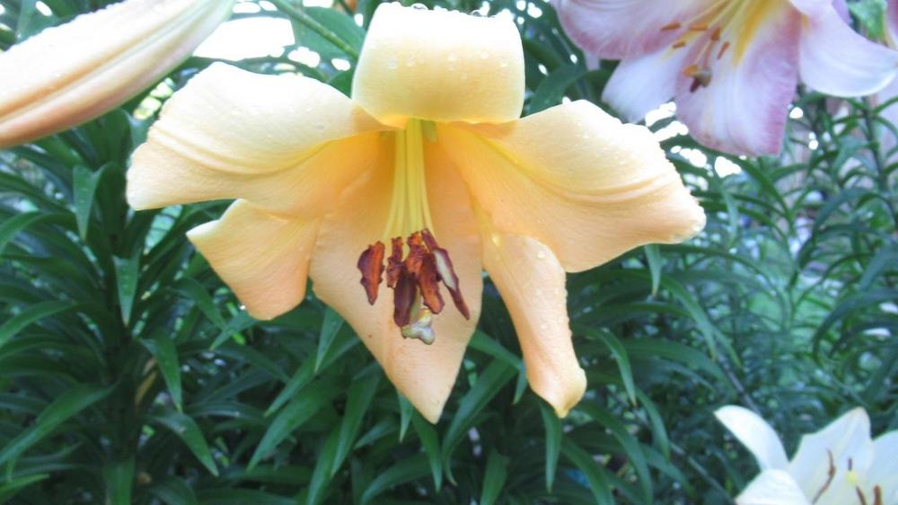 Photo of Lily (Lilium 'Orania') uploaded by gardenglassgems