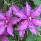 Clematis, Boulevard Fleuri,lovely purple on large flowers ,hardy 