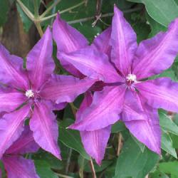 Location: charlottetown, pei, canada
Date: 2015-07-07
Clematis, Boulevard Fleuri,lovely purple on large flowers ,hardy 