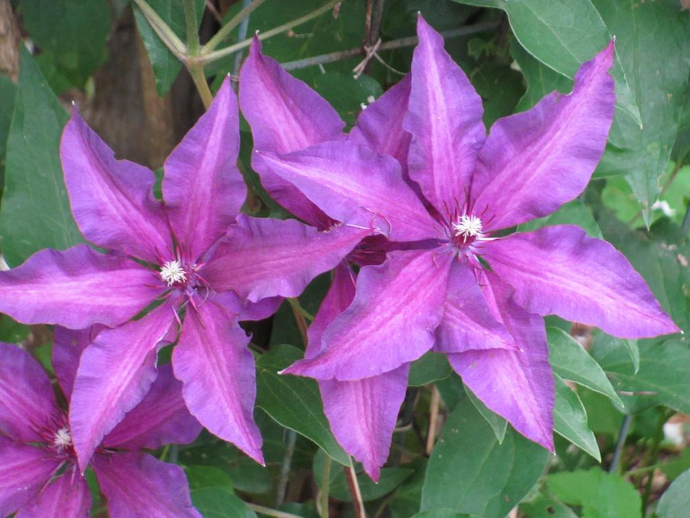 Photo of Clematis Fleuri™ uploaded by roseman2000