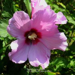 Location: Aberdeen, NC 
Date: July 16, 2022
Rose of Sharon #274; RAB page 704, 122-8-1. AG p. 100, 20-11-4. L