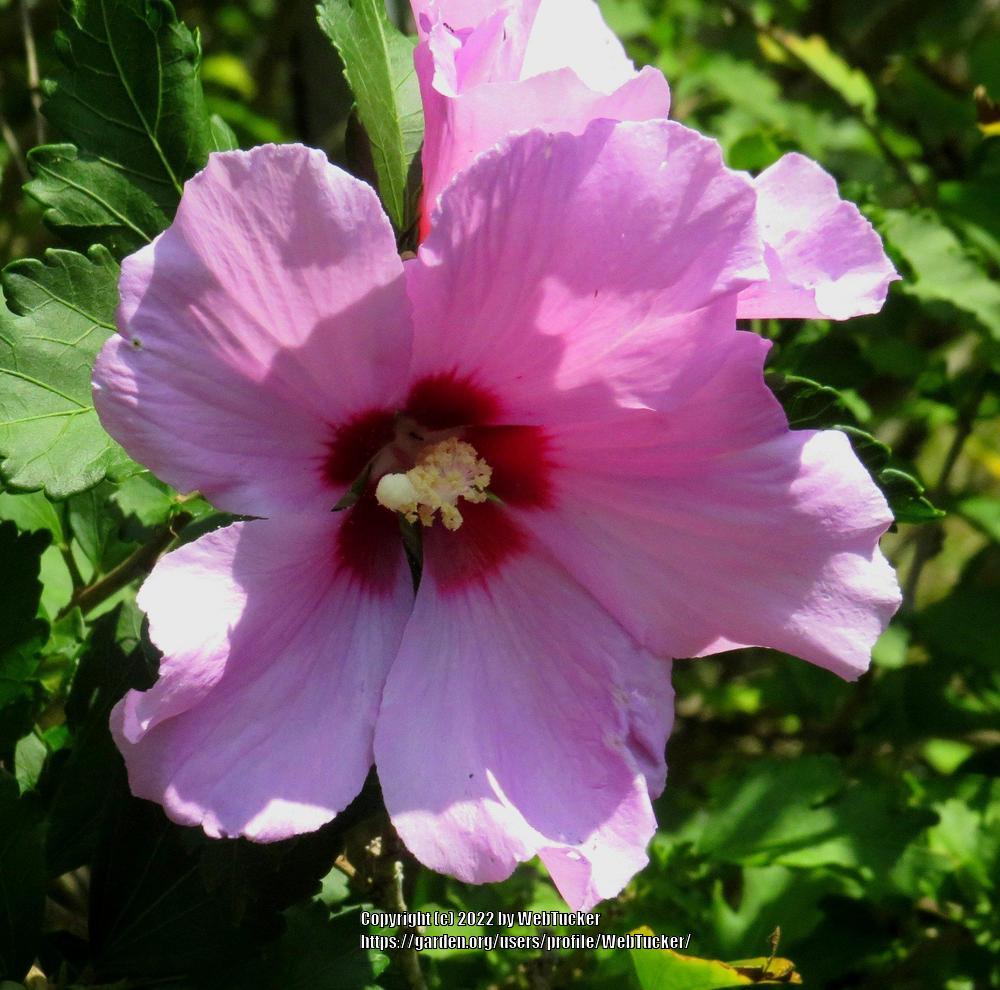 Photo of Roses of Sharon (Hibiscus syriacus) uploaded by WebTucker