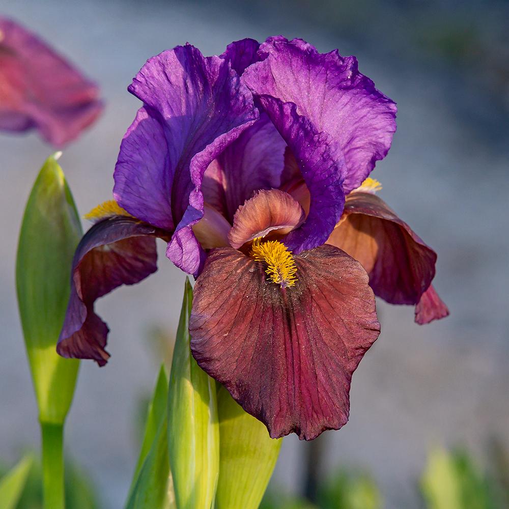 Photo of Arilbred Iris (Iris 'Omar's Torch') uploaded by dirtdorphins