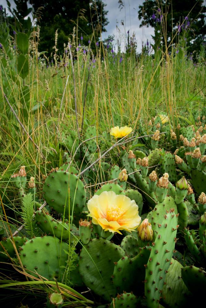 Photo of Eastern Prickly Pear (Opuntia humifusa) uploaded by scvirginia