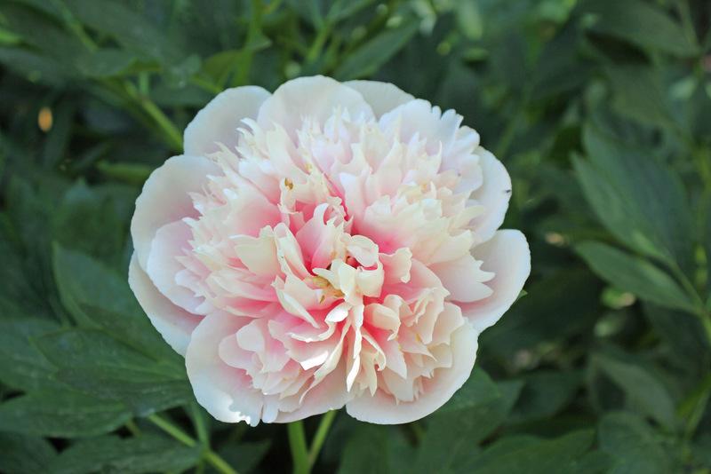 Photo of Garden Peony (Paeonia 'Etched Salmon') uploaded by RuuddeBlock
