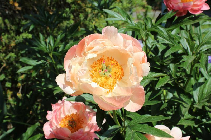 Photo of Garden Peony (Paeonia 'Coral Charm') uploaded by RuuddeBlock