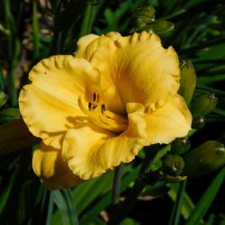 Location: Eagle Bay, New York
Date: 2022-07-17
Daylily (Hemerocallis 'Coyote Moon') bloom and buds, and buds, an