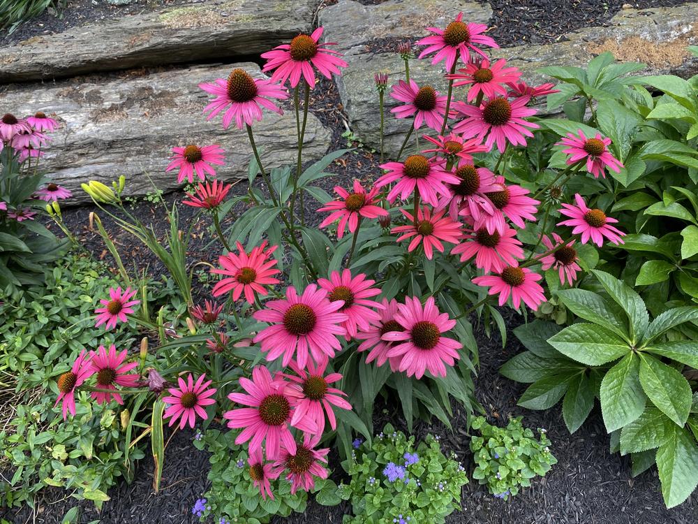 Photo of Coneflower (Echinacea 'Glowing Dream') uploaded by csandt