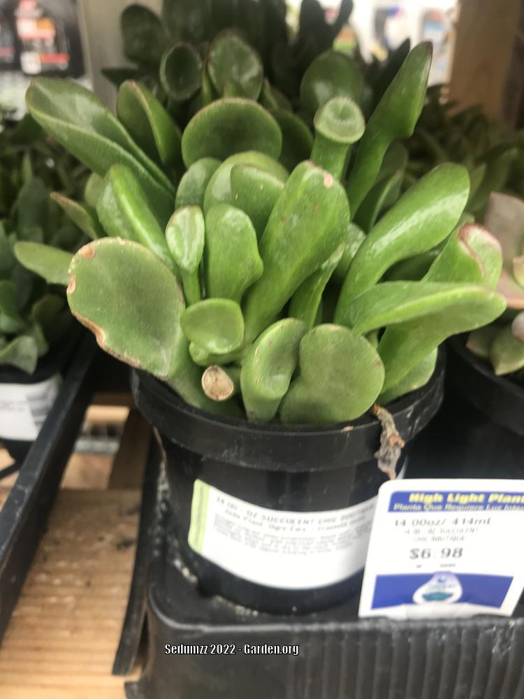 Photo of Jade Plant (Crassula ovata 'Ogre Ears') uploaded by sedumzz