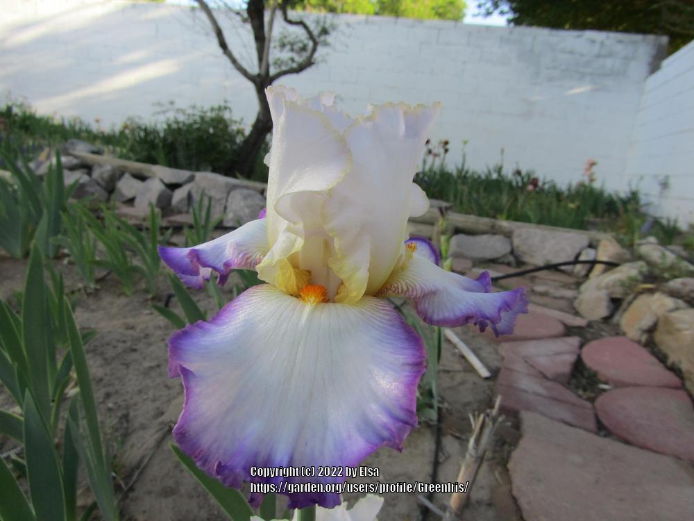 Photo of Tall Bearded Iris (Iris 'In the Loop') uploaded by GreenIris
