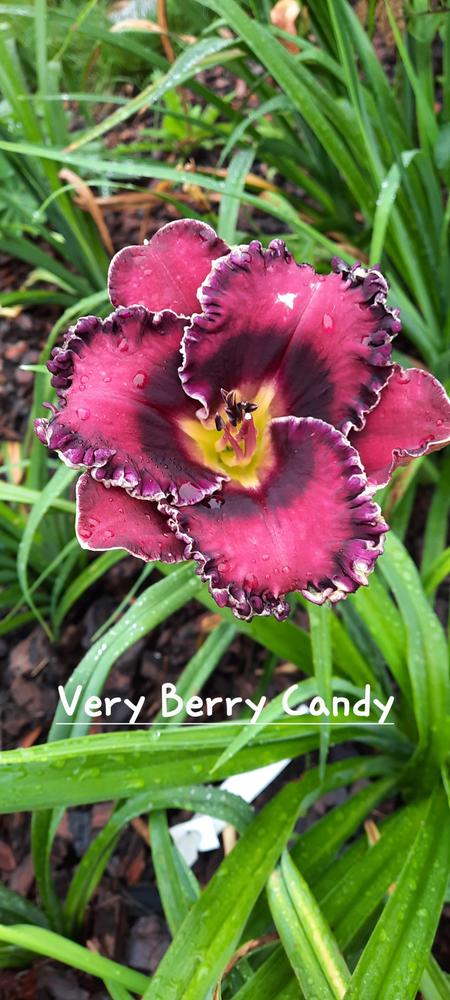 Photo of Daylily (Hemerocallis 'Very Berry Candy') uploaded by Hazelcrestmikeb