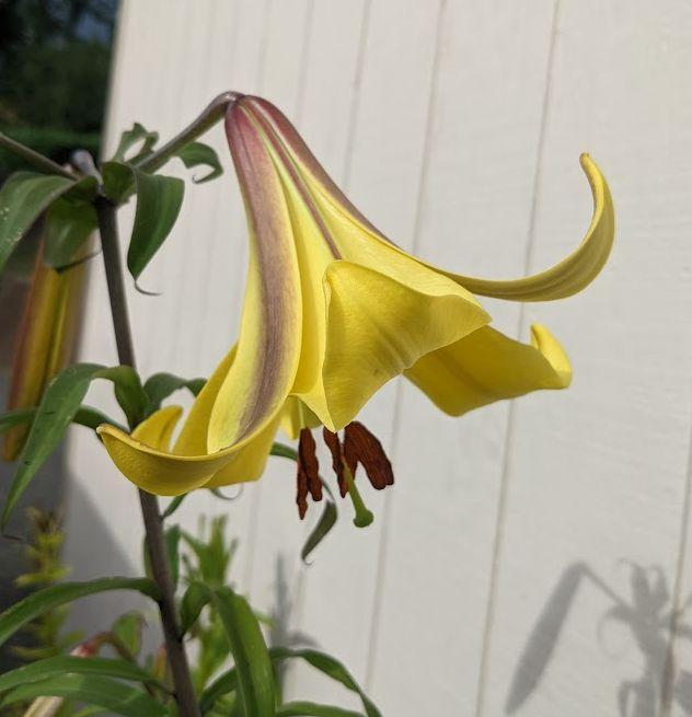 Photo of Lily (Lilium Golden Splendor) uploaded by Joy