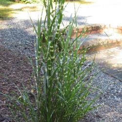 Location: Southern Pines, NC (Boyd House garden)
Date: July 17, 2022
Zebra grass #71 nn. LHB page 154, 25-43-1,  "Greek for 'stem flow